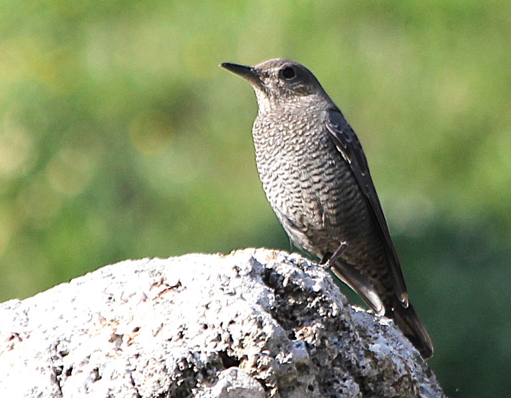 Blue Rock-Thrush - ML647371643