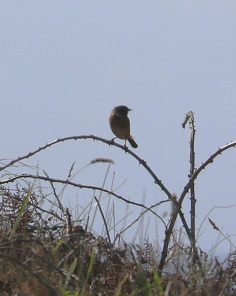 European Stonechat - ML647371644