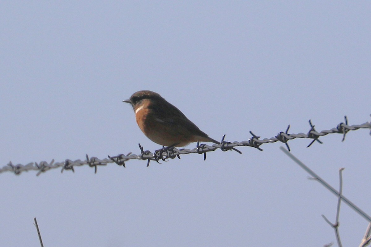European Stonechat - ML647371654