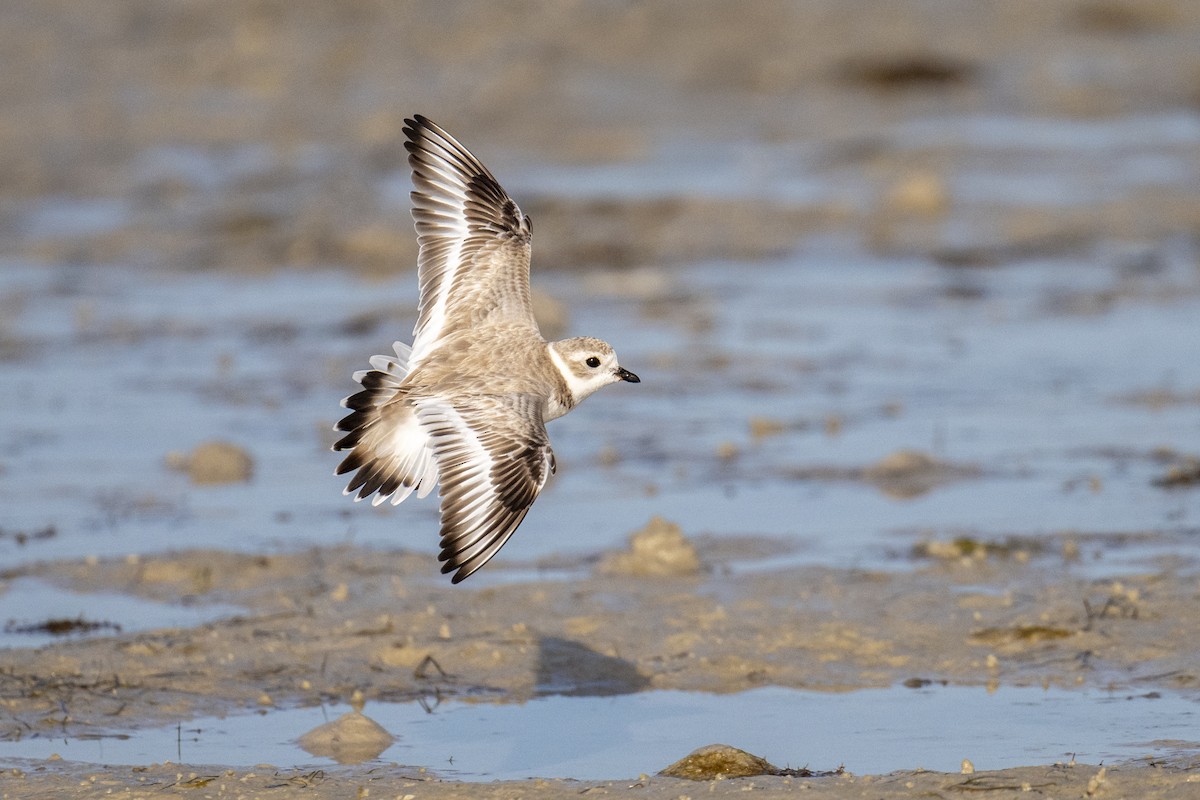 kulík pisklavý - ML647371656