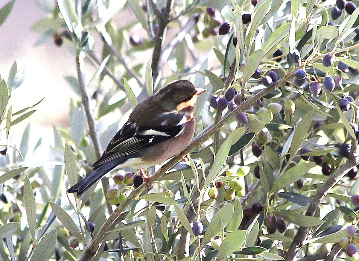 Common Chaffinch - ML647371667