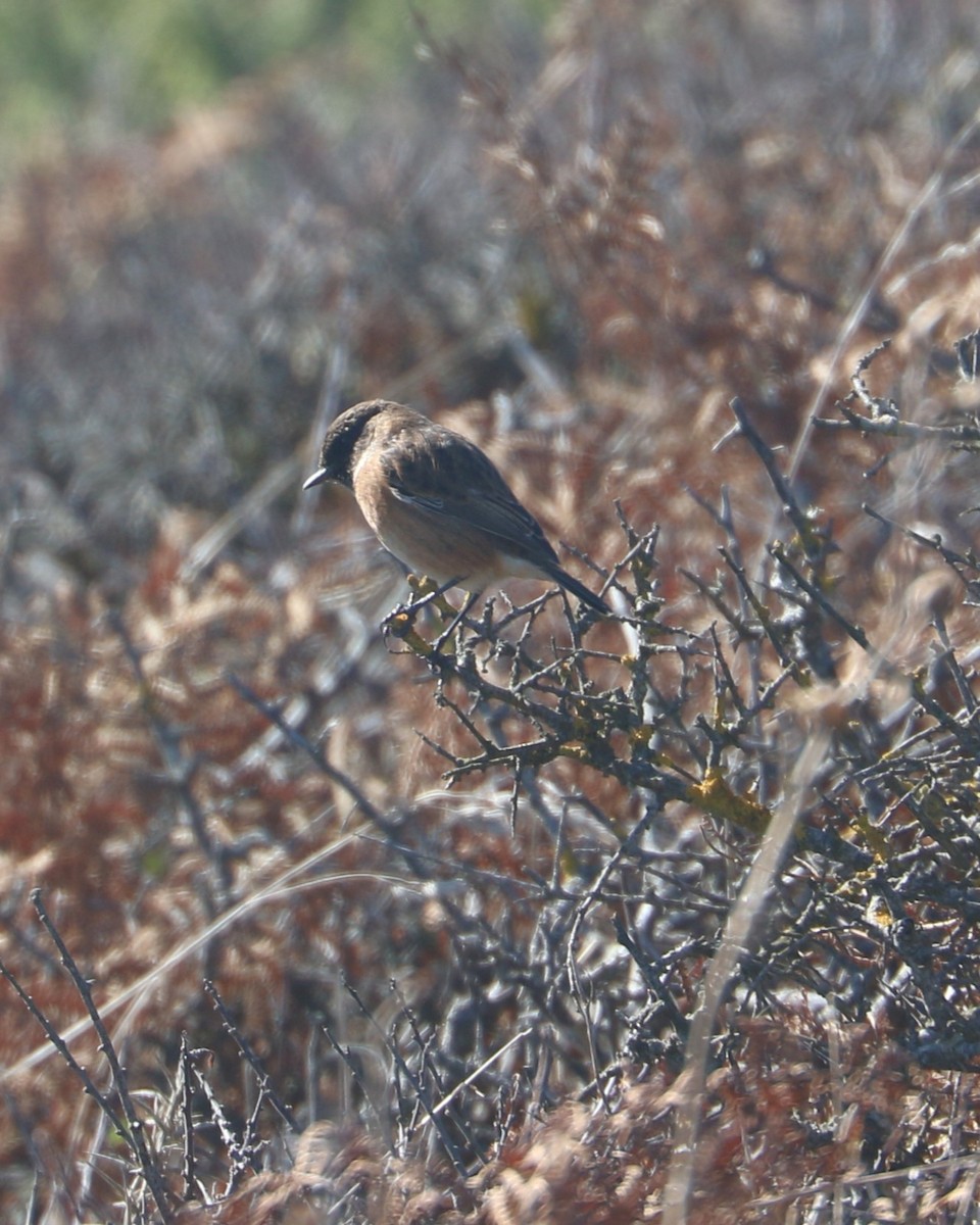European Stonechat - ML647371668