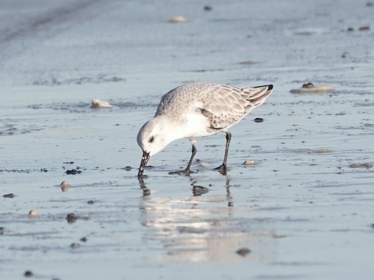 Sanderling - ML647371669