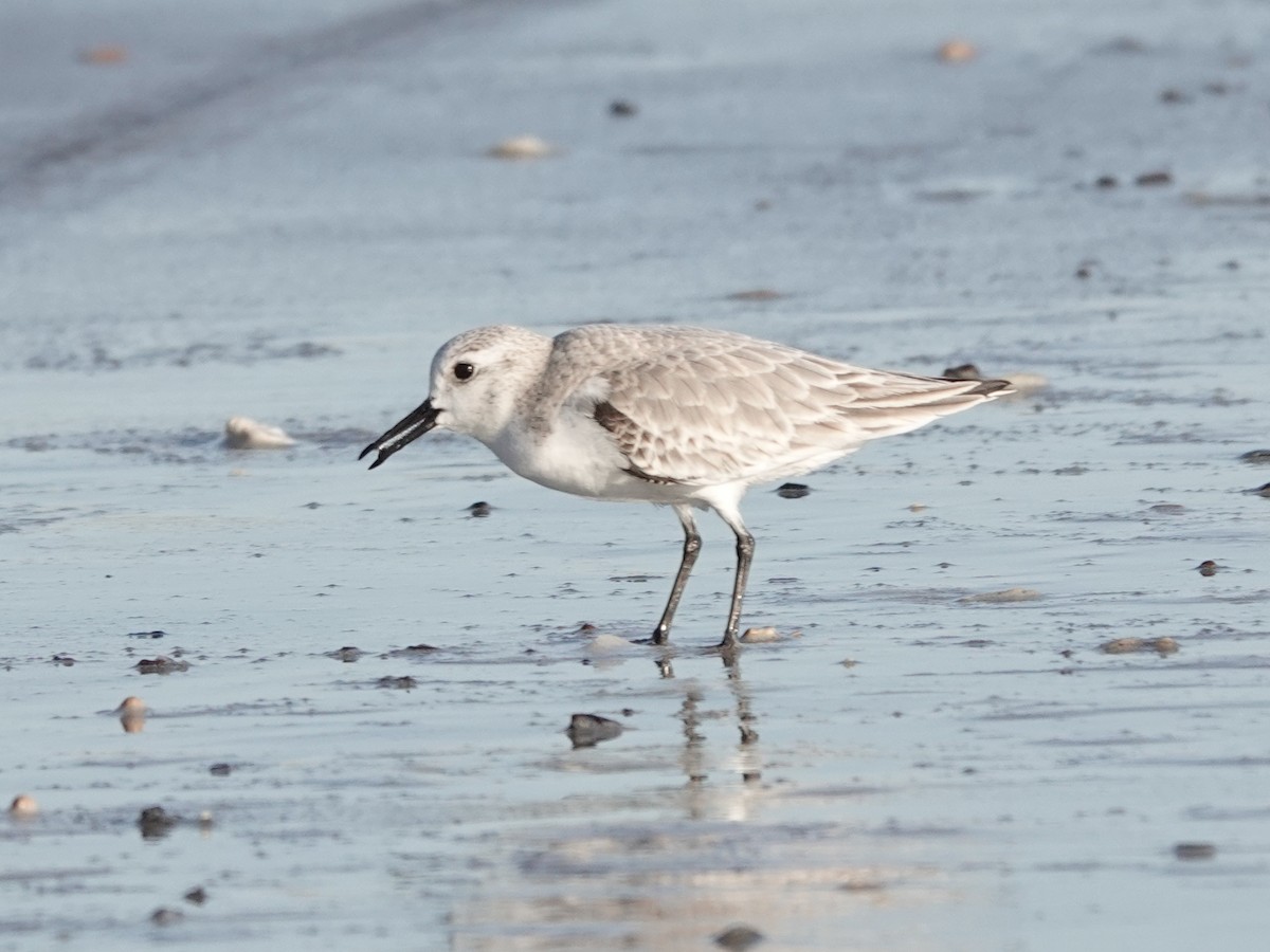 Sanderling - ML647371670