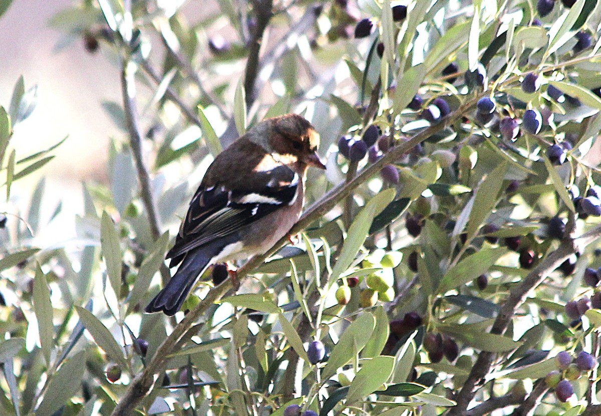 Common Chaffinch - ML647371680