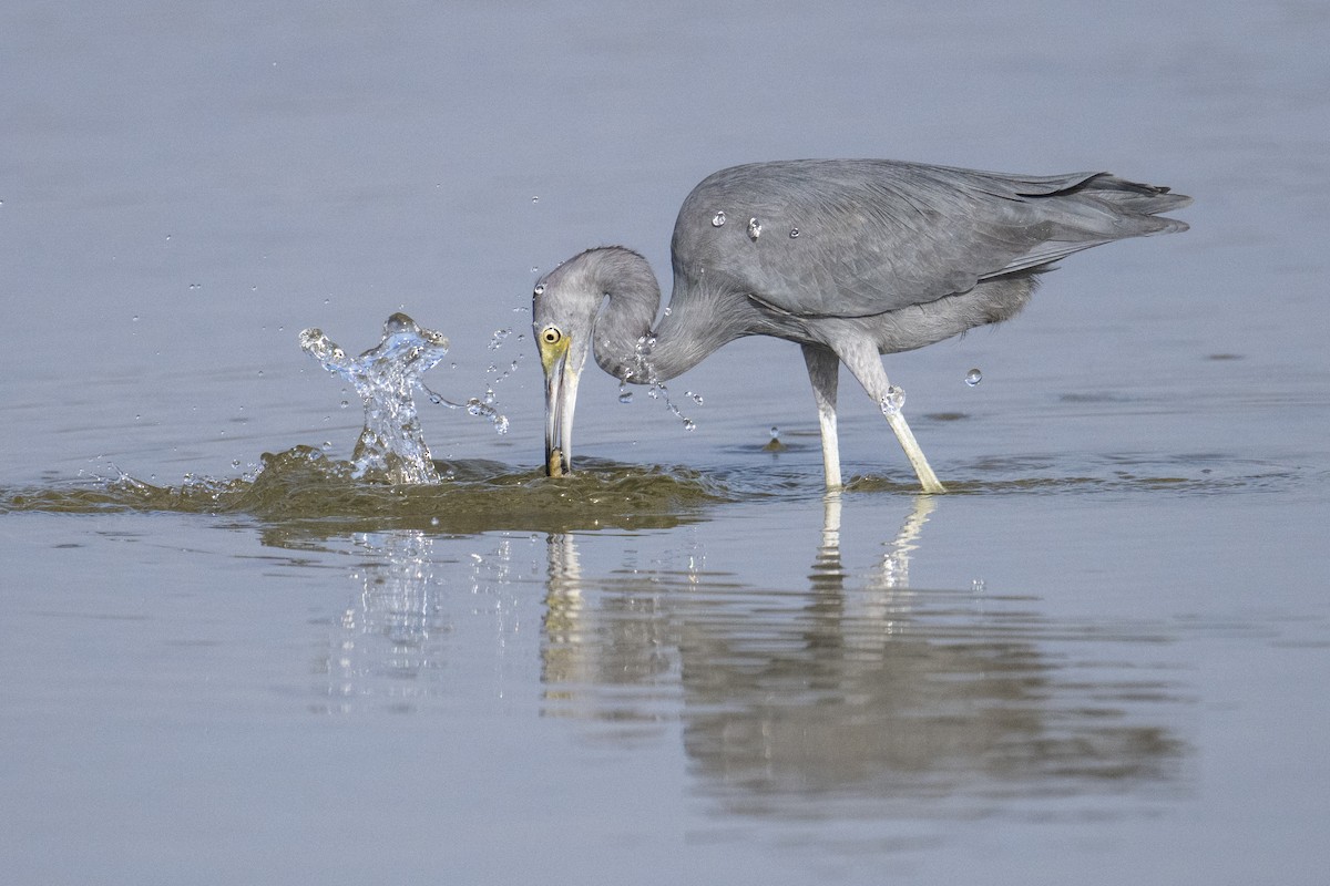 volavka modrošedá - ML647371684