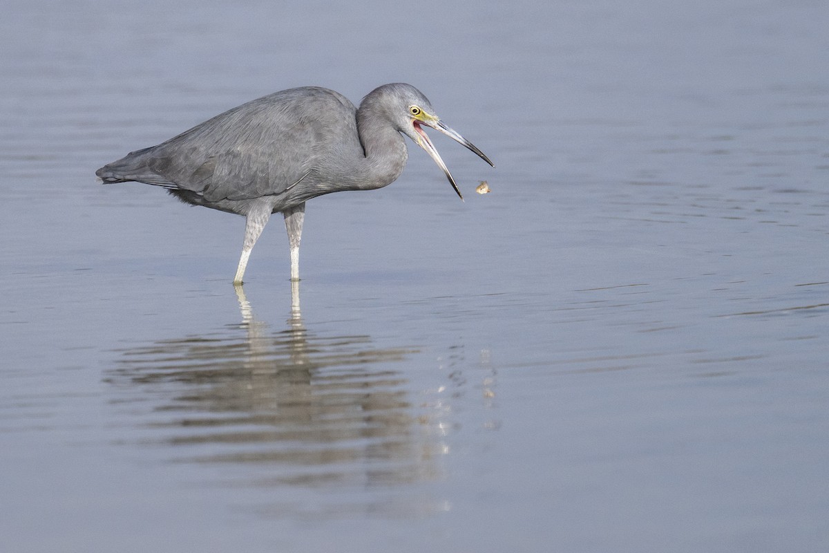 volavka modrošedá - ML647371685