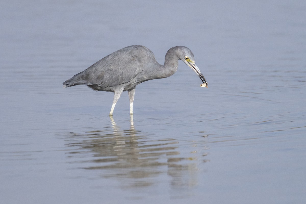 volavka modrošedá - ML647371686