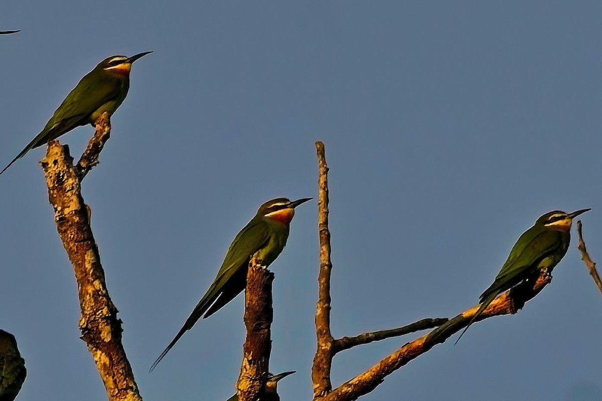 Olive Bee-eater - ML647371688