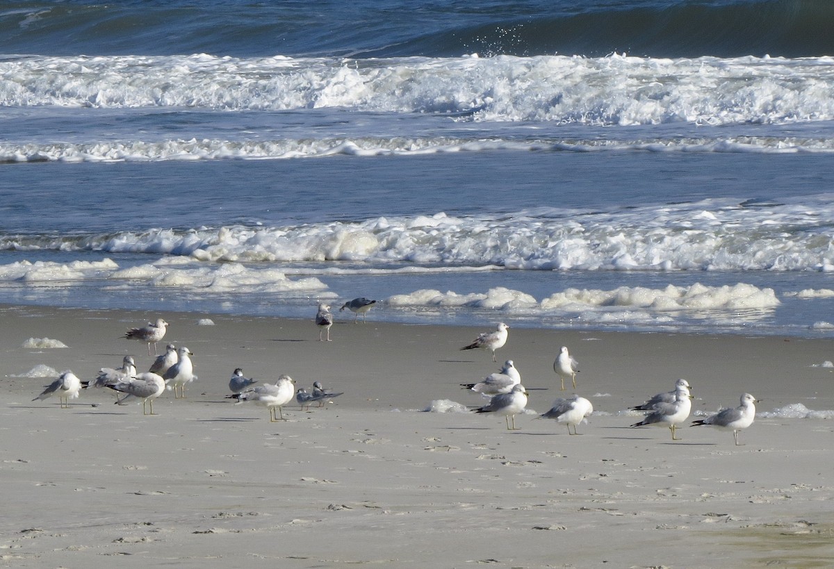 Ring-billed Gull - ML647371697