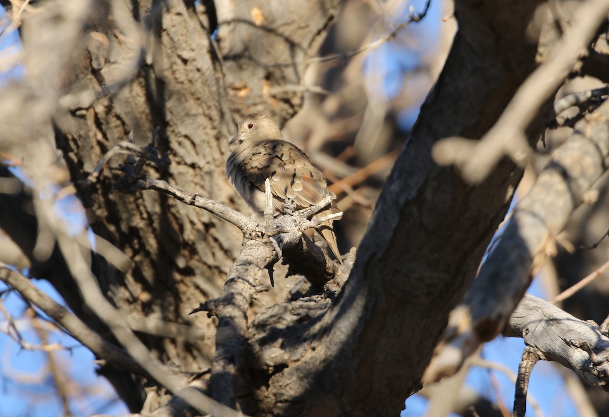 Ruddy Ground Dove - ML647371708