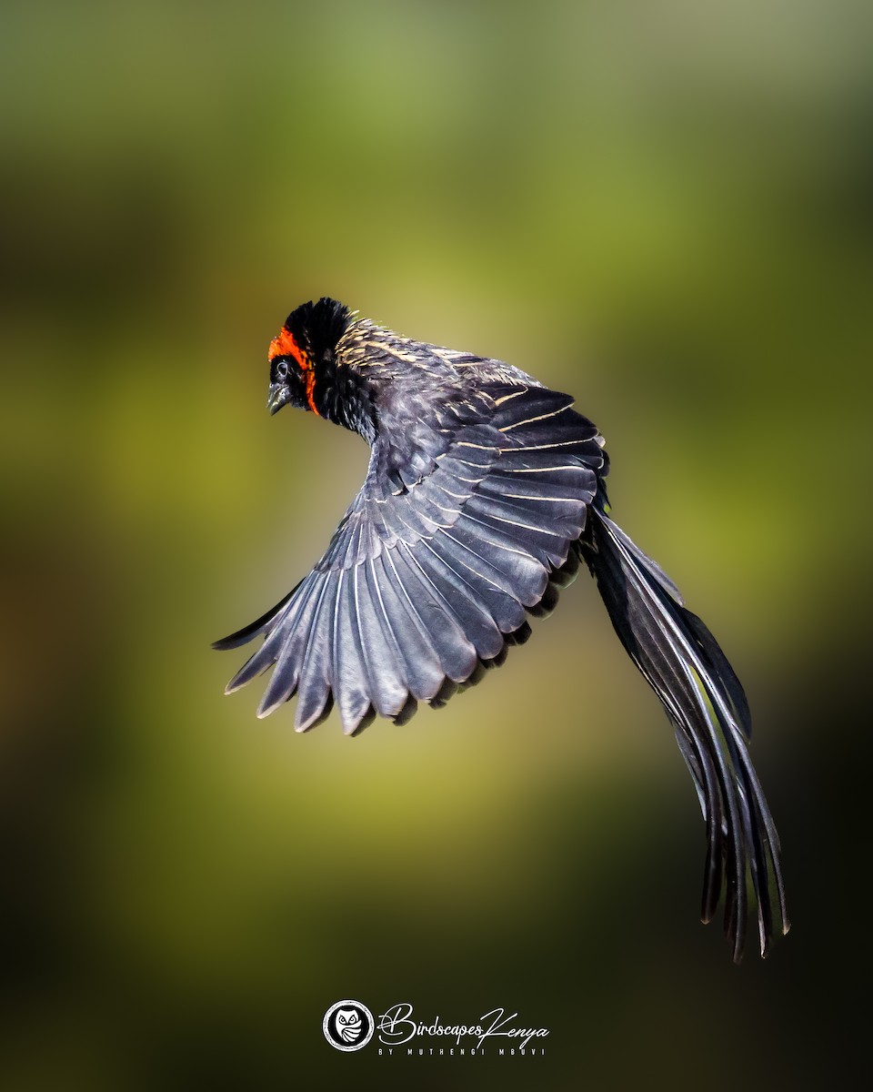 Kapuzenweber - ML647371714