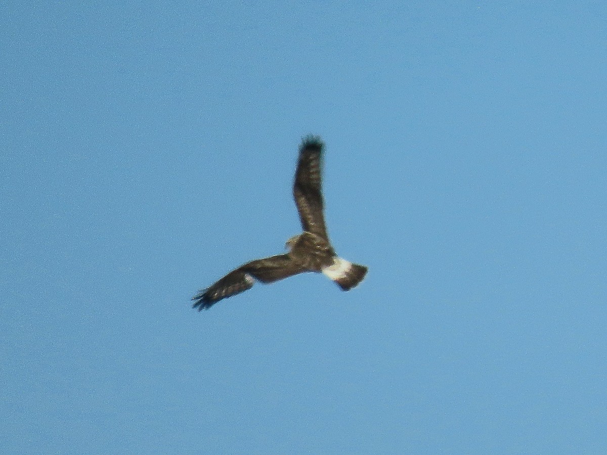 ケアシノスリ - ML647371719