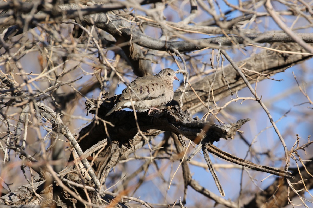 Common Ground Dove - ML647371725