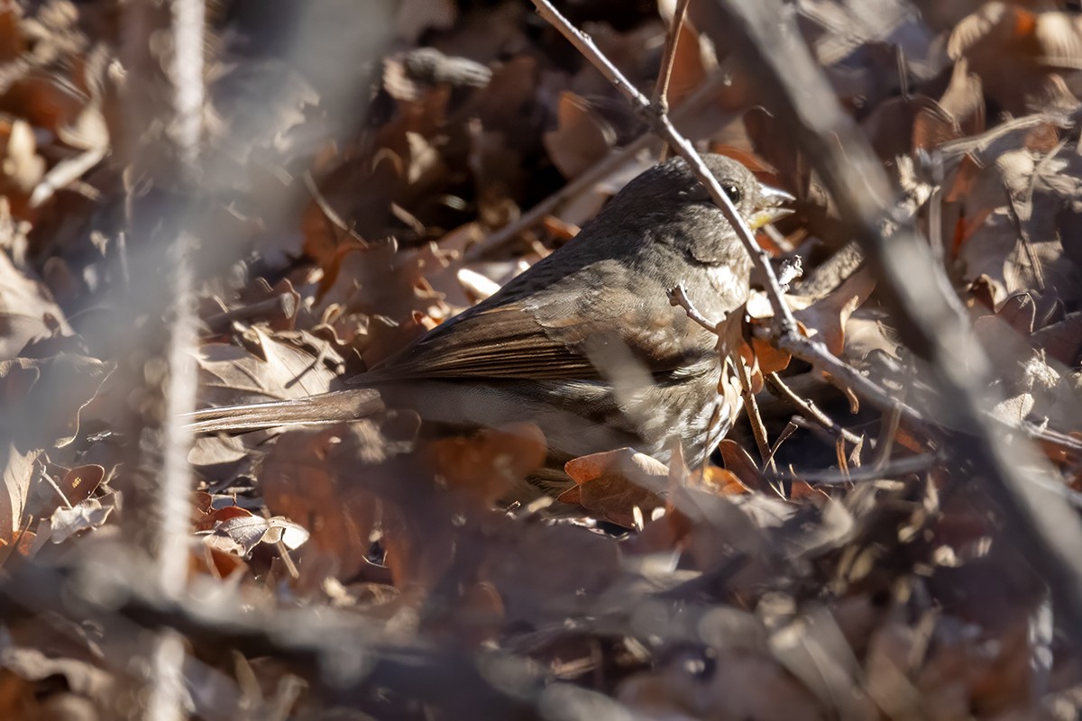 Fox Sparrow - ML647371729