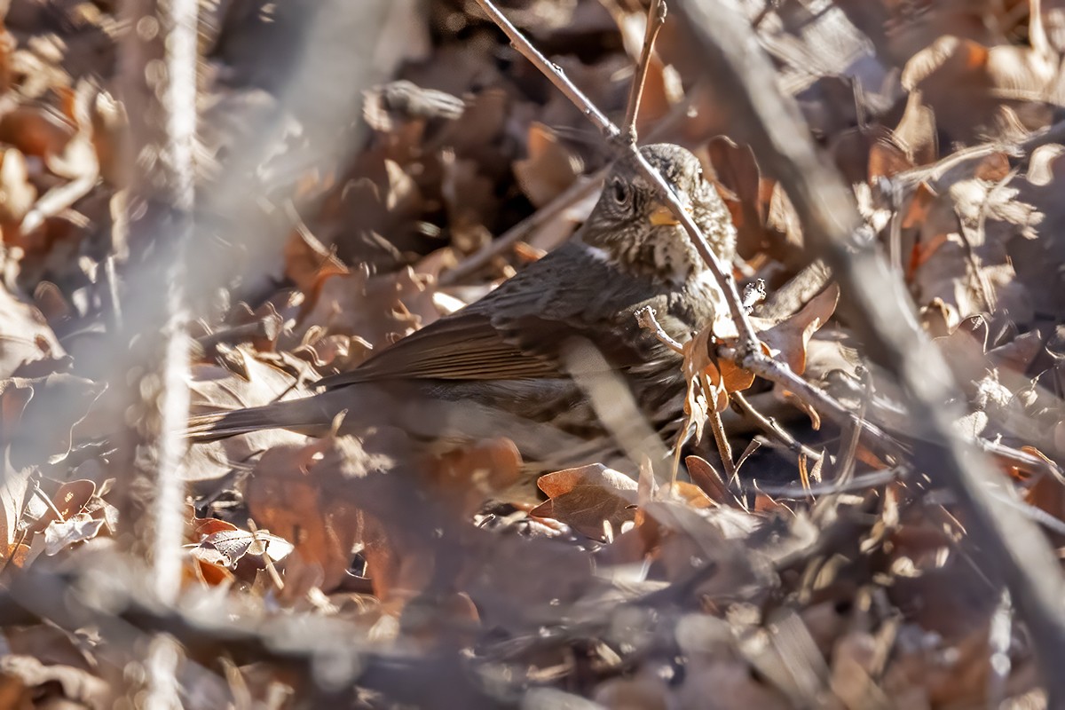 Fox Sparrow - ML647371730