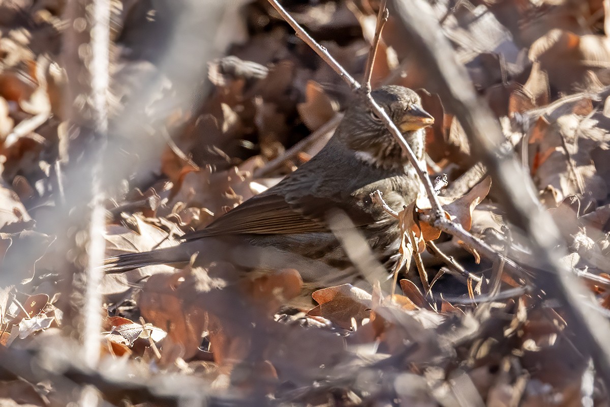 Fox Sparrow - ML647371731