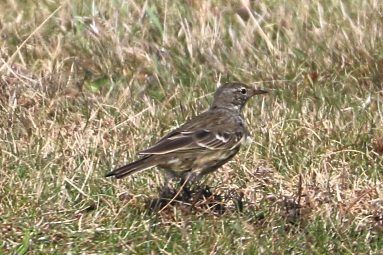 Bisbita Costero - ML647371735