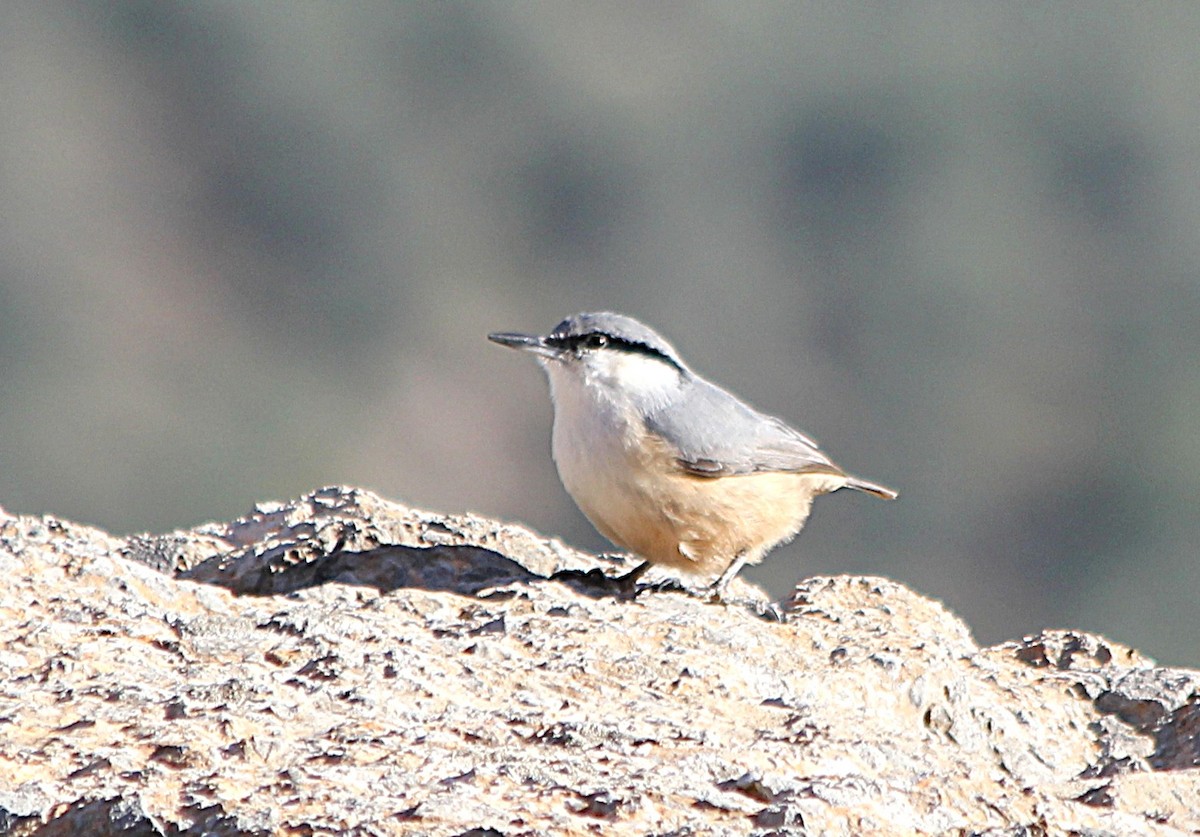 Western Rock Nuthatch - ML647371742