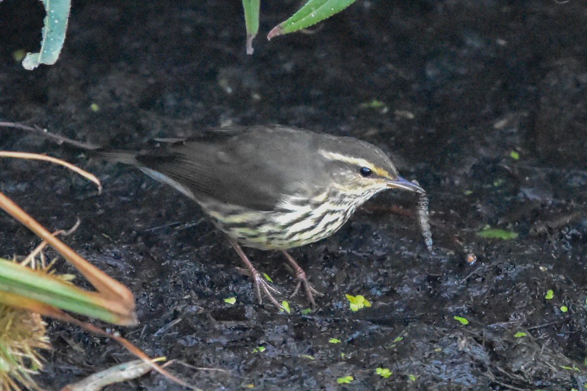 Northern Waterthrush - ML647371744