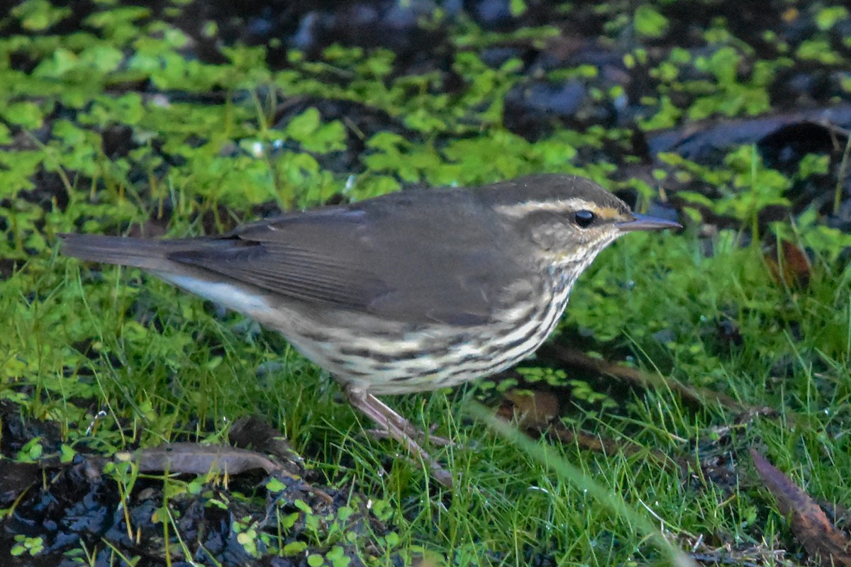 Northern Waterthrush - ML647371745
