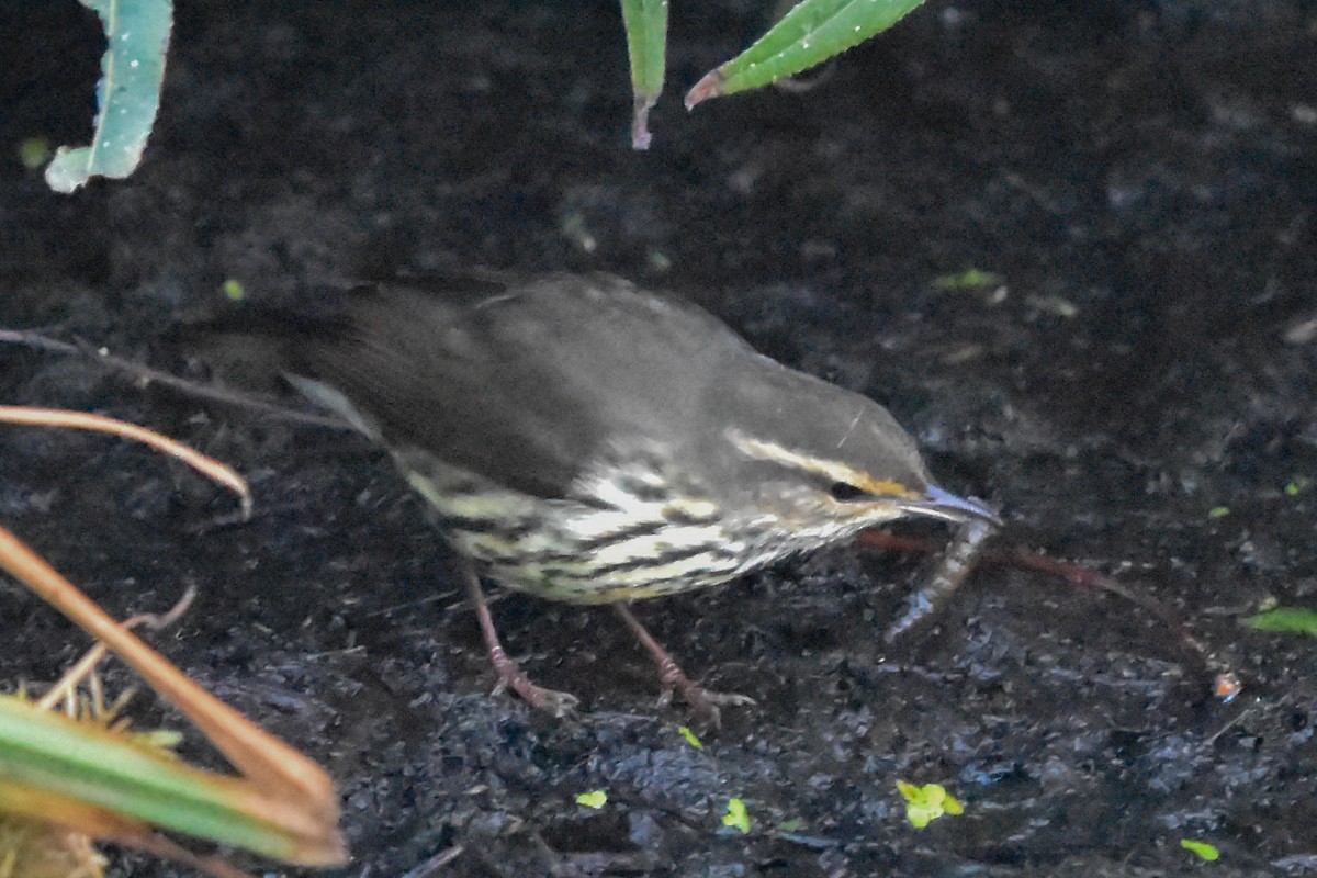Northern Waterthrush - ML647371746
