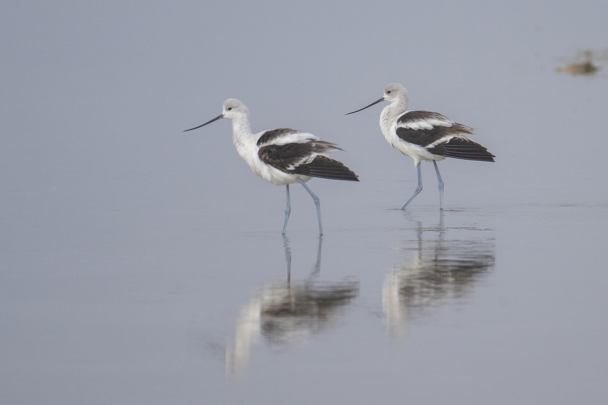 tenkozobec americký - ML647371751