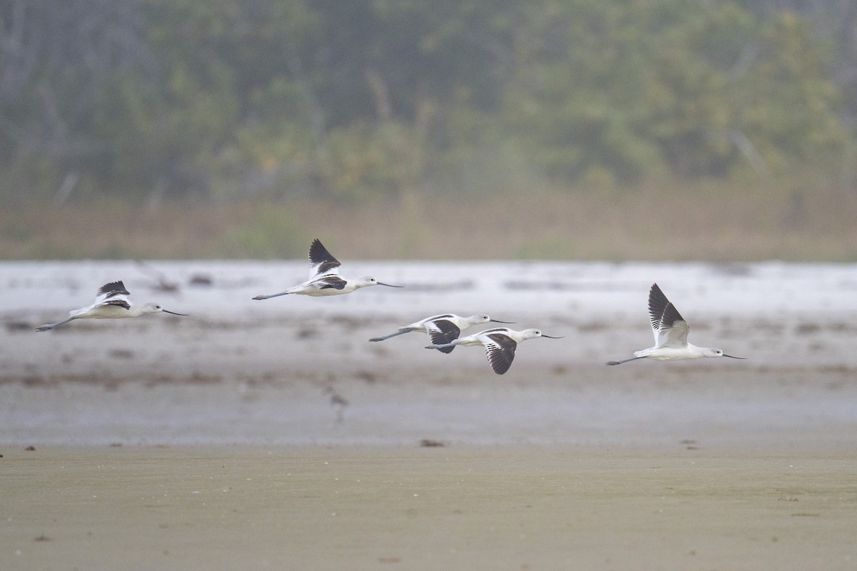 tenkozobec americký - ML647371753