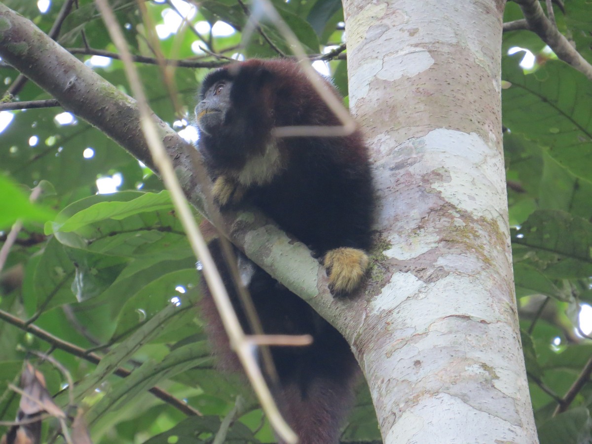 Lucifer Titi - ML647371775