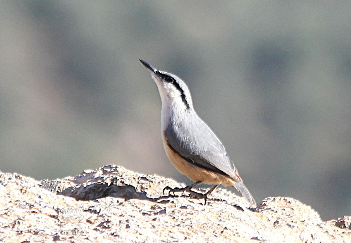 Western Rock Nuthatch - ML647371776