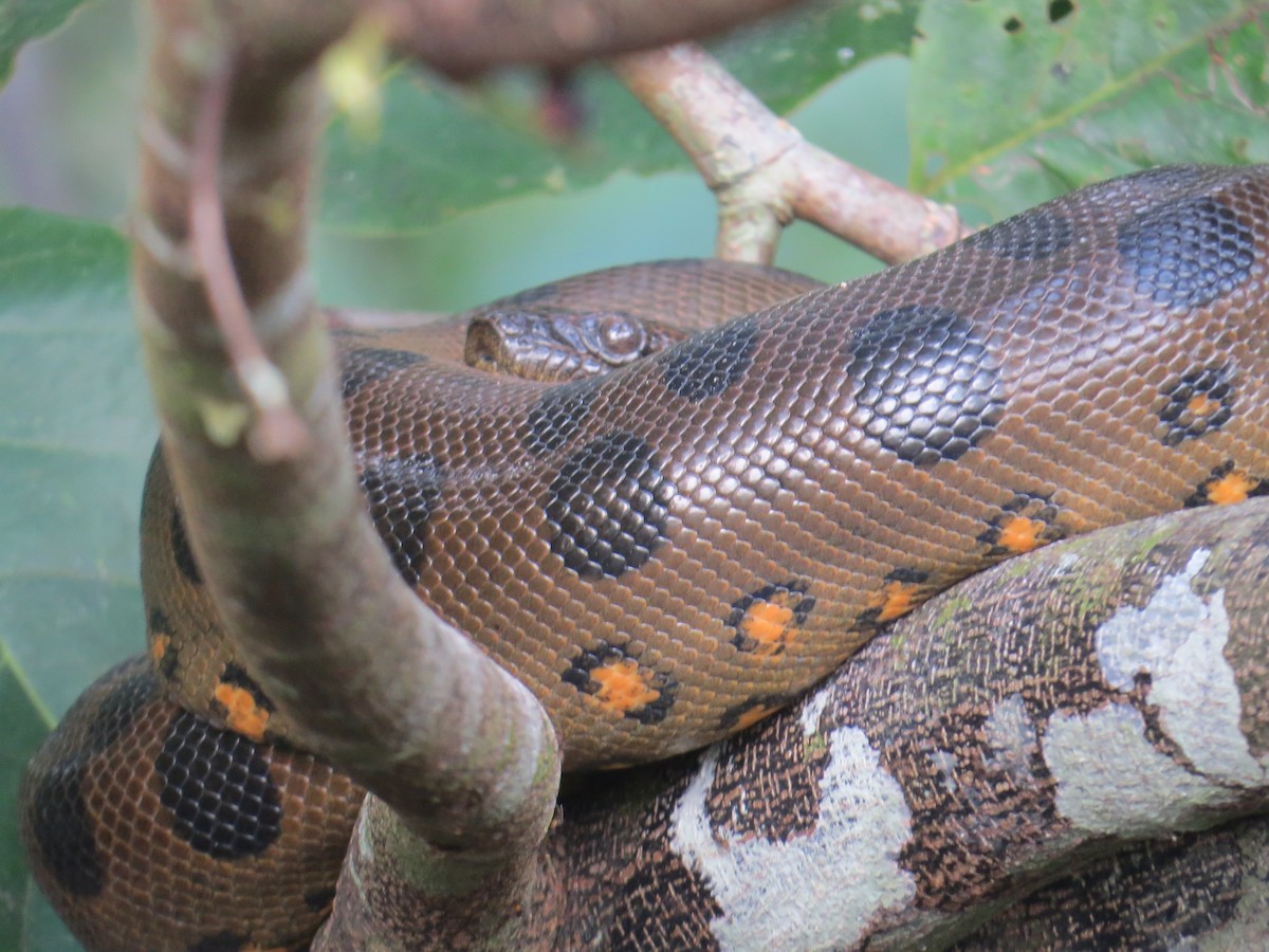 Green Anaconda - ML647371786