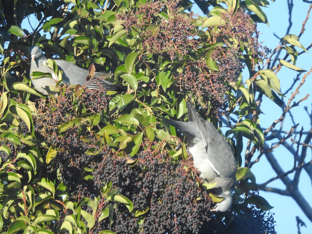 Common Wood-Pigeon - ML647371788