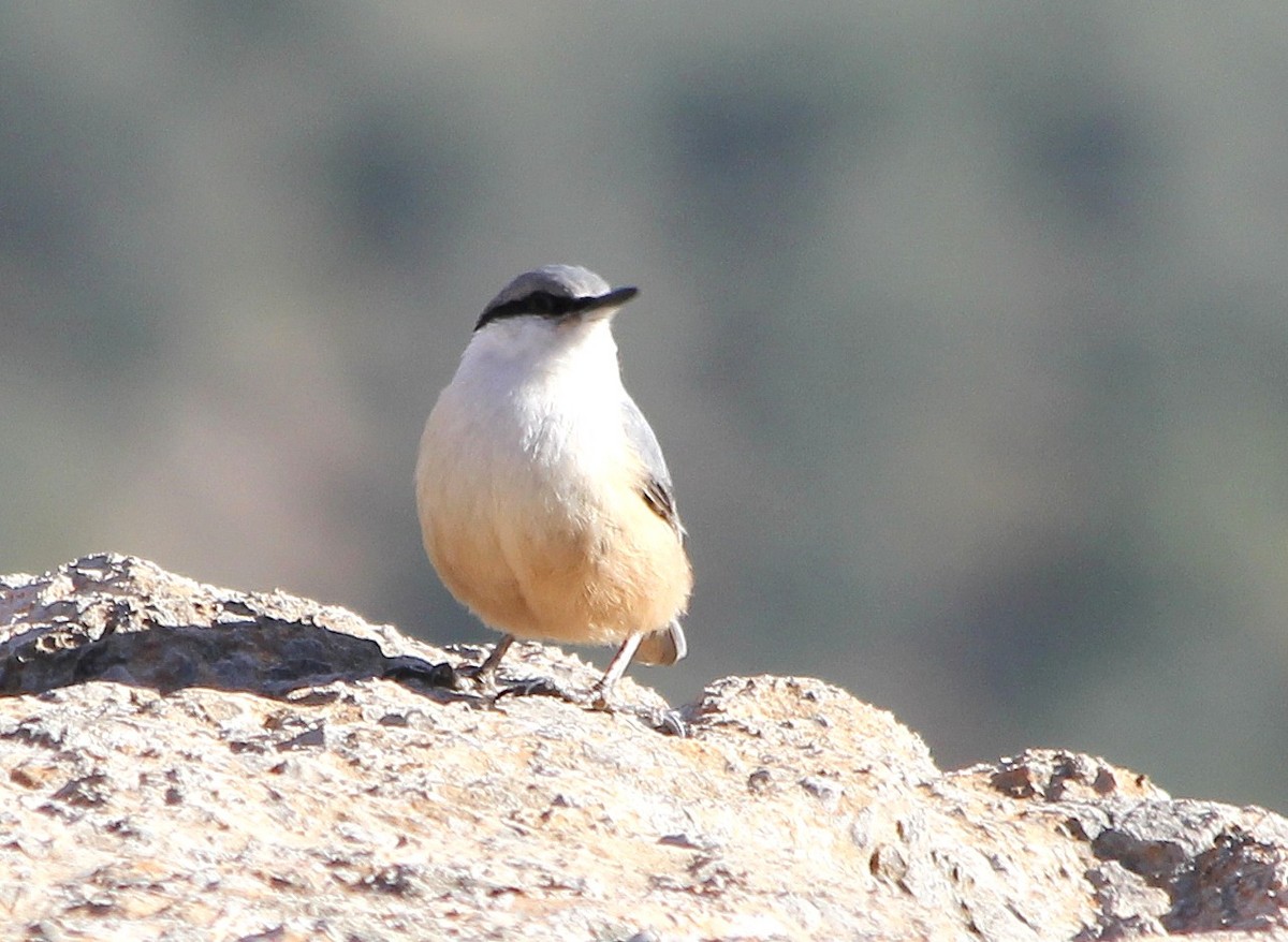 Western Rock Nuthatch - ML647371790