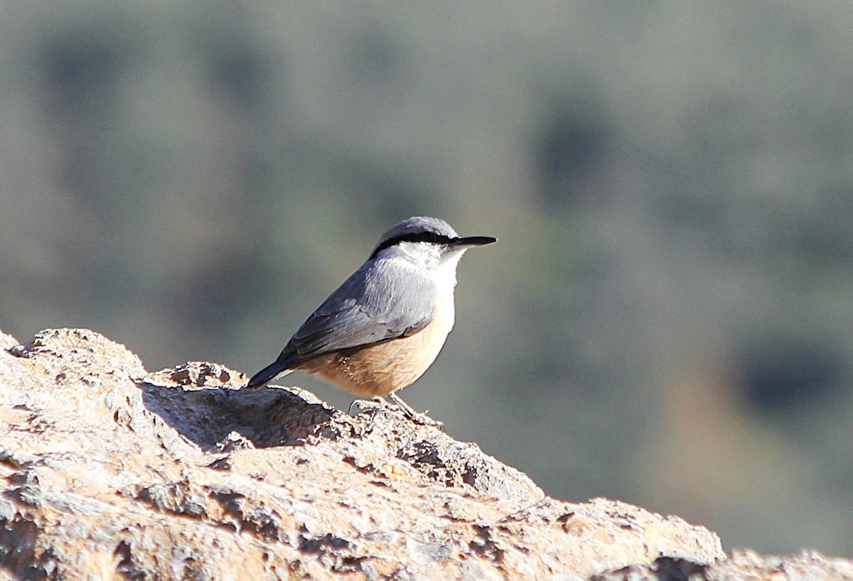 Western Rock Nuthatch - ML647371795