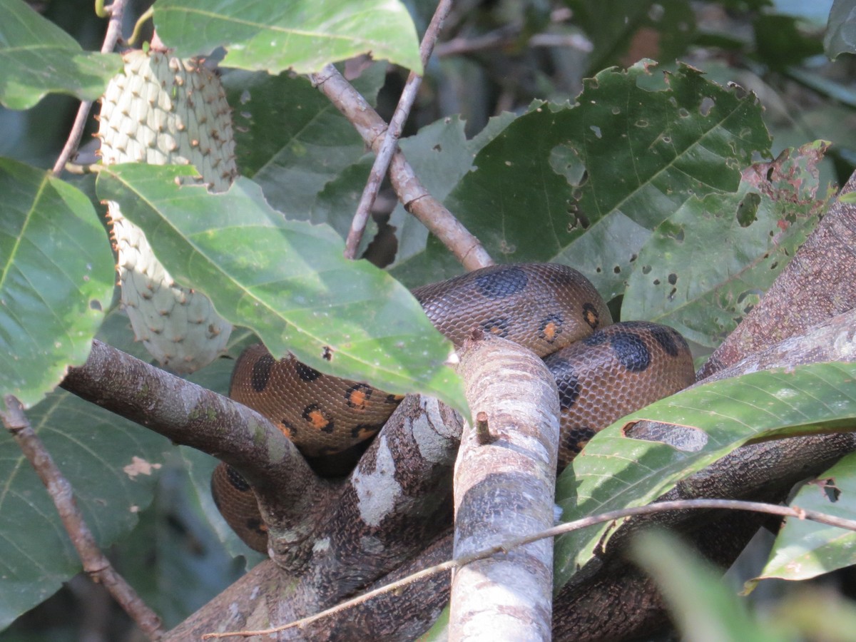 Green Anaconda - ML647371796