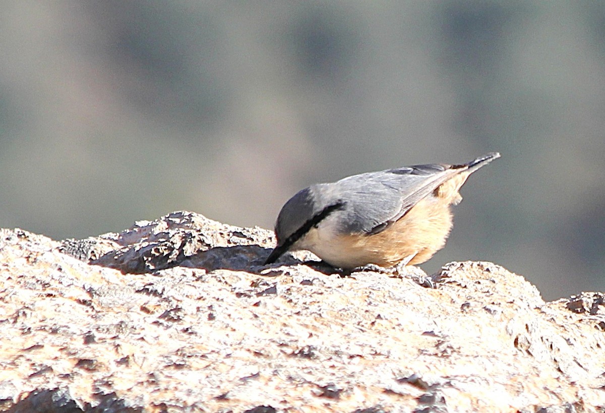 Western Rock Nuthatch - ML647371813
