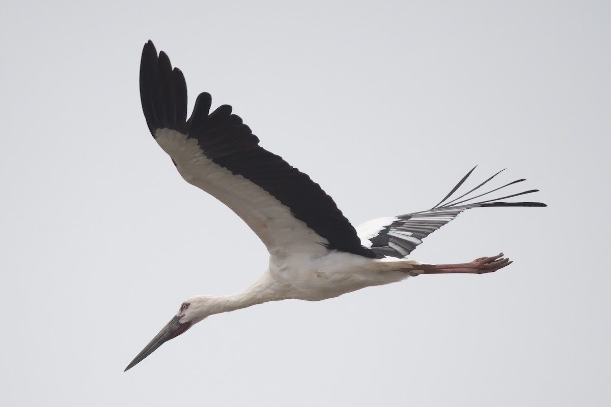 Oriental Stork - ML647371814