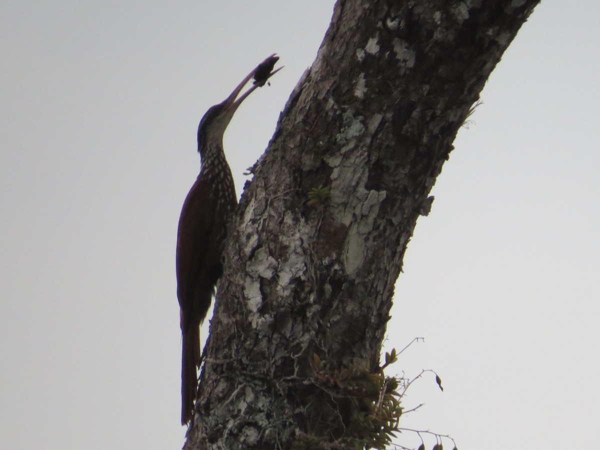 Long-billed Woodcreeper - ML647371816