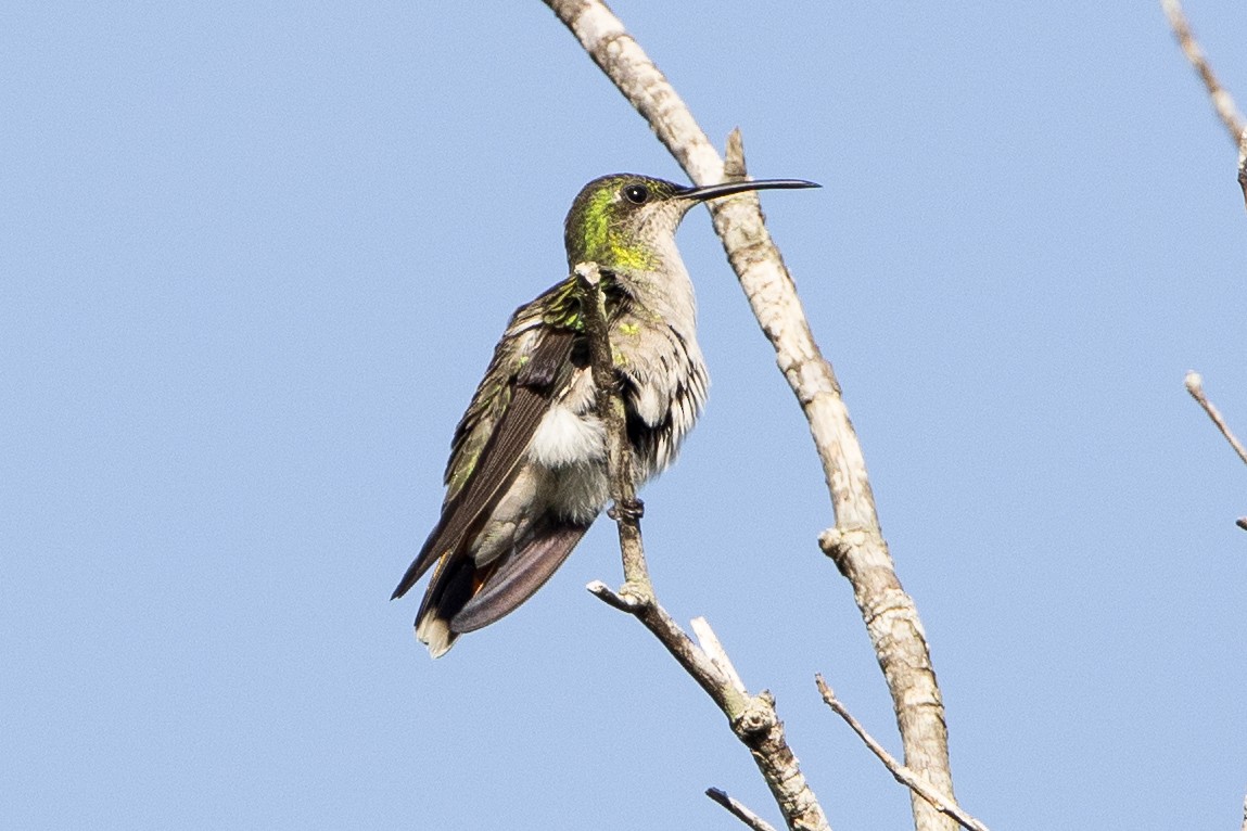 Hispaniolan Mango - ML647371853