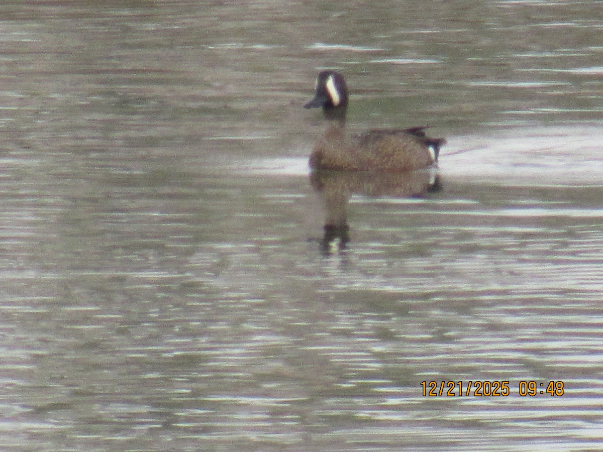 Чирянка блакитнокрила - ML647371858