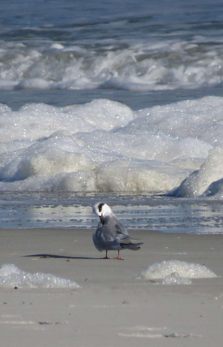 Maskeli Sumru - ML647371866