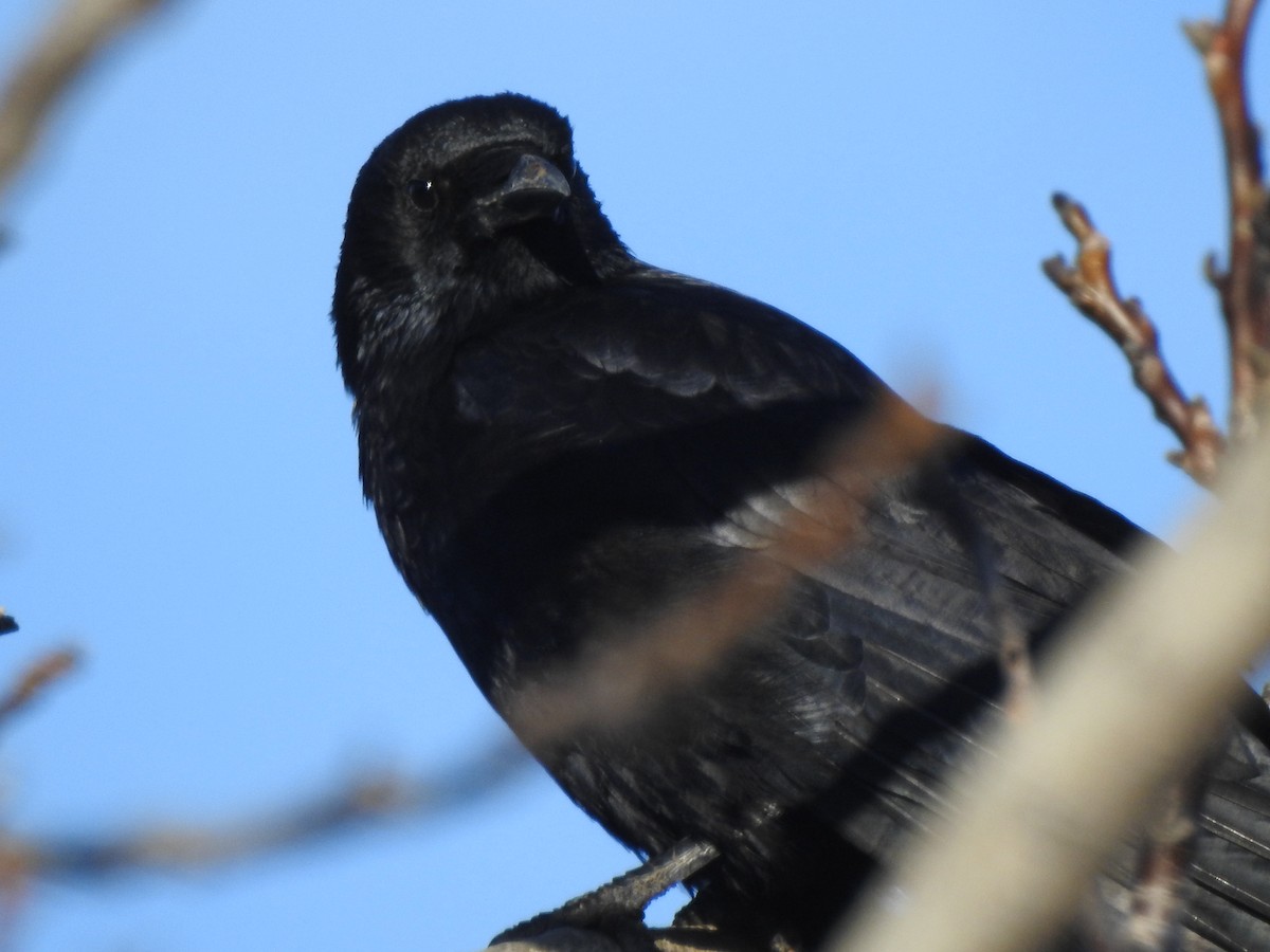Carrion Crow - ML647371870