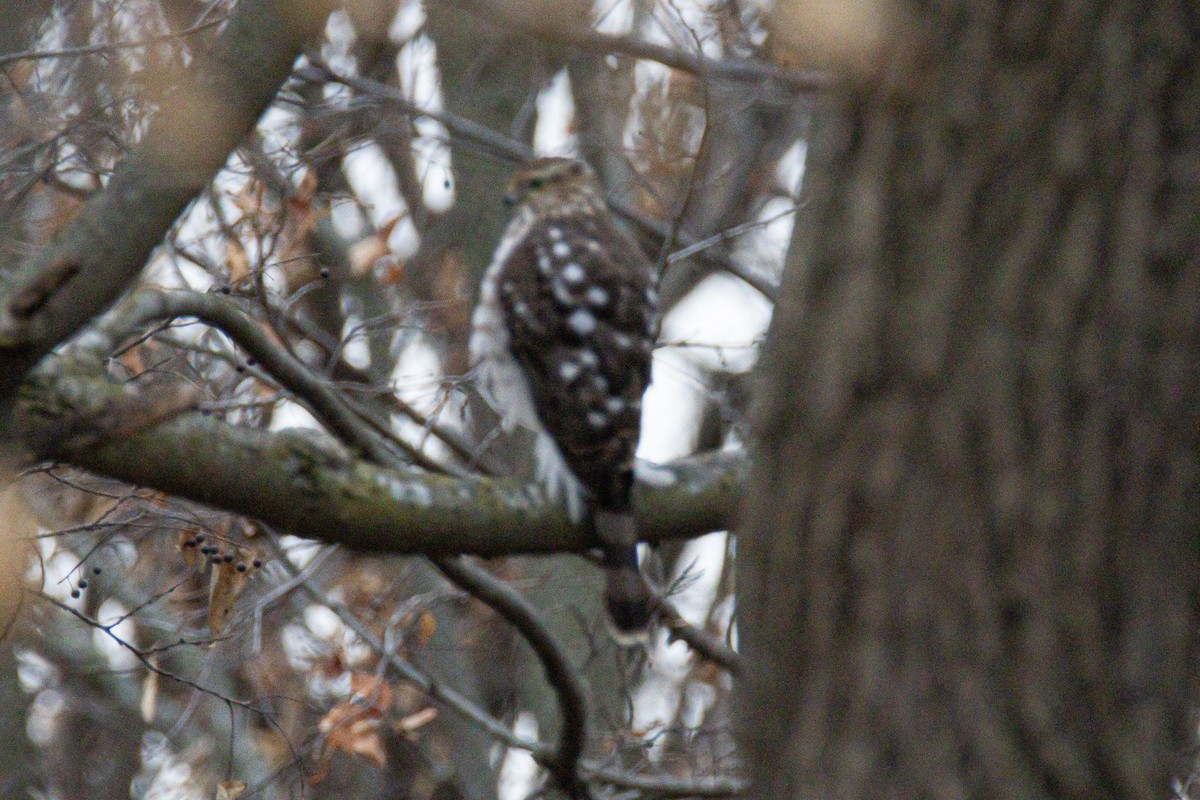 Cooper's Hawk - ML647371876