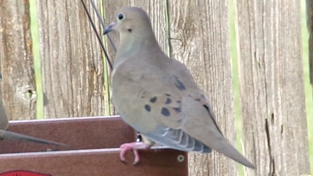 Плачущая горлица - ML647371884