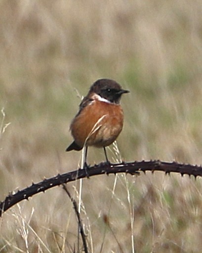 European Stonechat - ML647371890