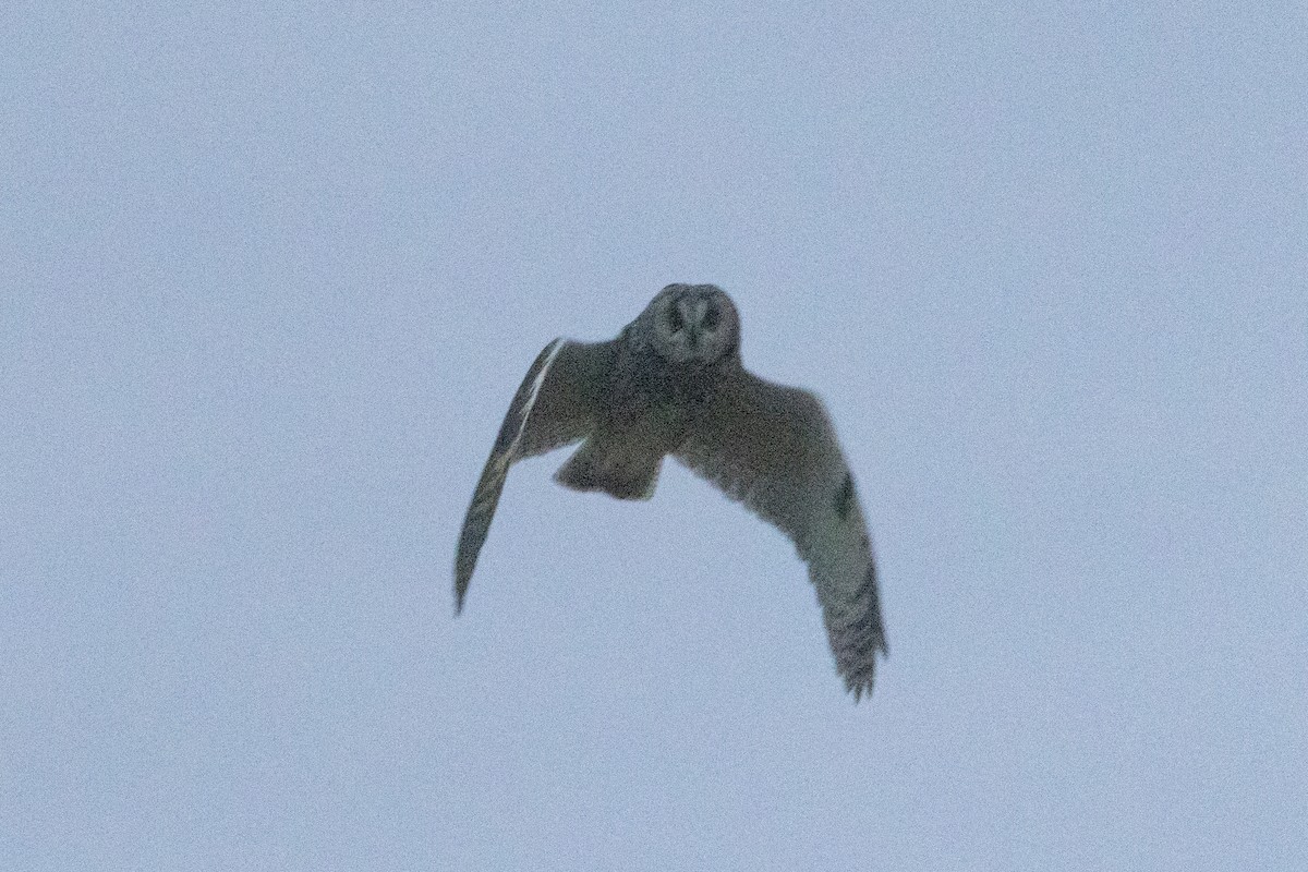 トラフズク - ML647371894