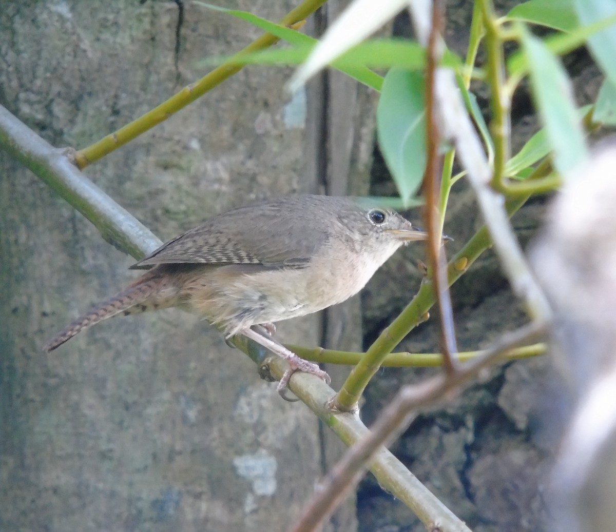 Southern House Wren - ML647371910