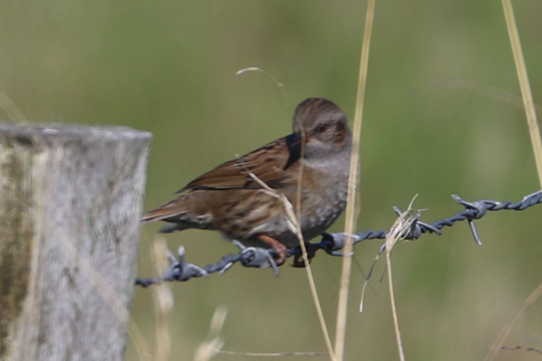Dunnock - ML647371923
