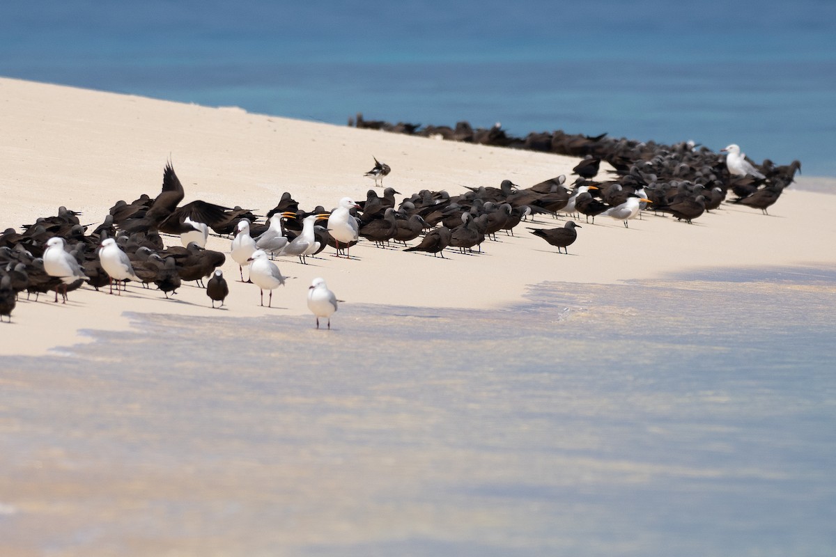 Rüppellseeschwalbe - ML647371925