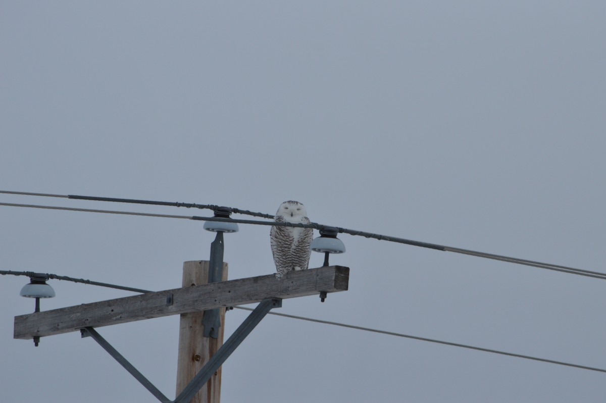 Цэвдгийн ууль - ML647371941